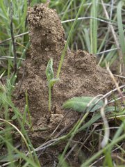 Ant-hill in the scrubland in the Herault France