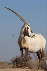 Arabian Oryx United Arab Emirates