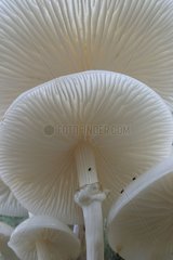 Detail of Porcelain mushrooms lamellae Germany