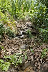 Stream in Martinique Island