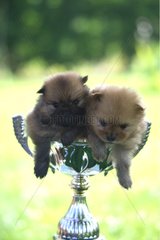 Puppies Spitz sat in a cup of competition