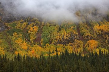 Autumn landscape of the Rocky Mountains in Canada