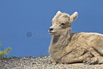 Bighorn Sheep young lying on the ground Canada