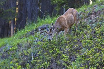 Male Mule Deer in the Rocky Mountains Canada