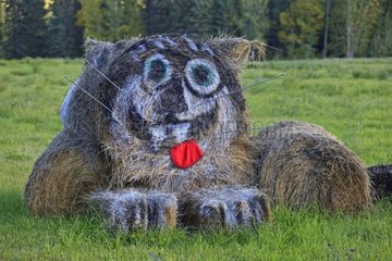 Bales of straw arranged and decorated in the form of big cat