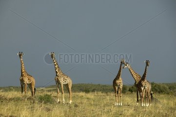 Gruppe von Masai-Giraffen auf dem Aussichtsmasai Mara Kenia
