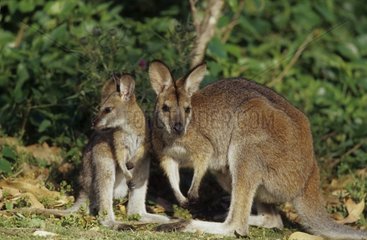Wallaby à raies noires Femelle avec son jeune à l'écoute