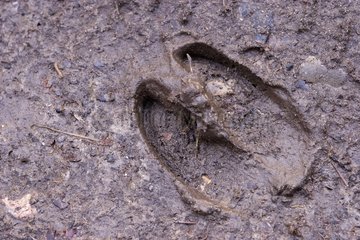 Wildschwein Fußabdruck im Schlamm eines Pfades Elsass