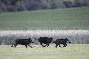 Eurasian Wild Pig crossing a corn field at dusk