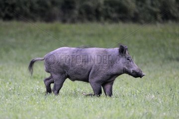 Eurasian Wild Pig male moulting summer