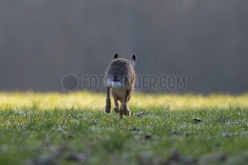 Brown hare running in the morning dew Vosges France