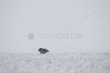 European hare runing in the snow at dawn Vosges France