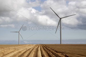 Windmühlen in Saint-Pierre-le-Viger in Seine-Maritime Frankreich