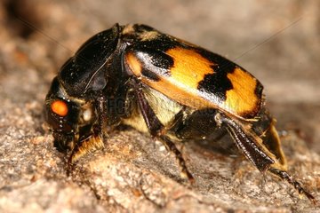 Sexton beetle Sieuras Ariege France