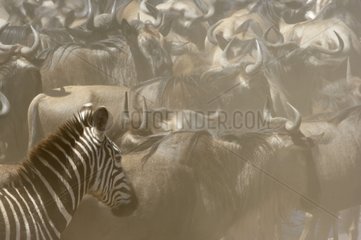 Grant's Zebras and Wildebeest Masaï Mara Reserve Kenya