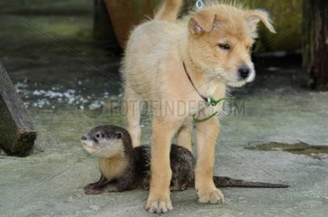 Young Dog and young Otter adopted in a village Sabah