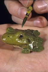 Completion of a model of a green frog with airbrush