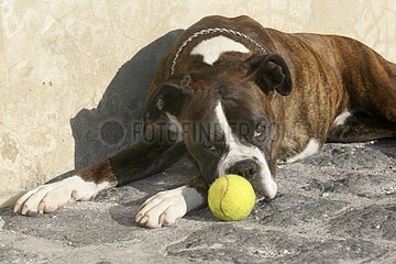 Boxer jouant avec une balle de tennis