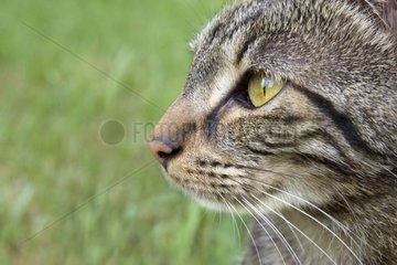 Portrait de chat de gouttière