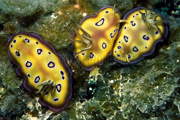 Nudibranches posés sur le fond marin Polynésie Française