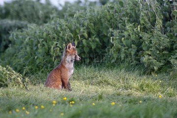 Young Red fox sitting in a meadow spring GB