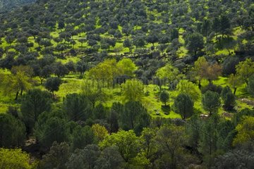 Mediterranean forest Andalusia Spain Sierra de Andujar