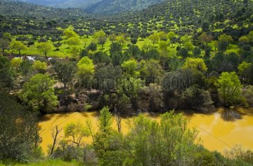 Rio Jandula in flood in the spring Andalusia Spain