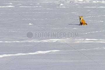 Red fox sitting in the snow - Yellowstone USA