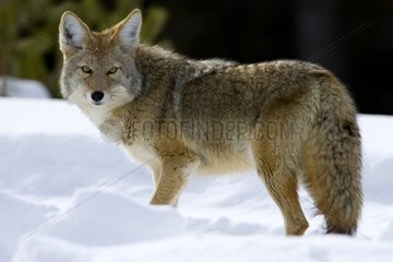 Coyote in the snow - Yellowstone USA