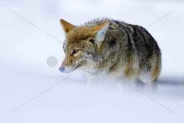 Coyote in the snow - Yellowstone USA