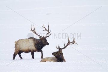 Male Elks in the snow - Grand Teton USA