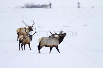 Male Elks walking in the snow - Grand Teton USA