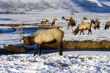 Elks scratching the snow to graze - Grand Teton USA