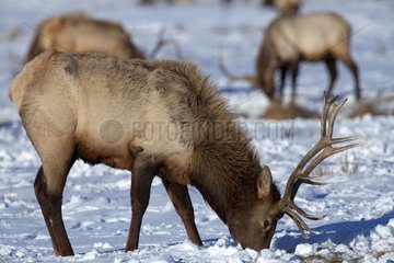 Elks scratching the snow to graze - Grand Teton USA