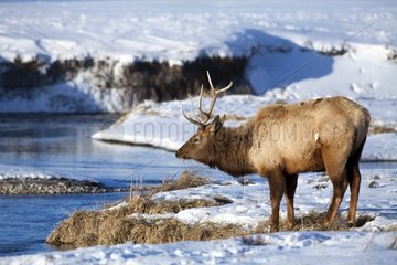 Male elk on the river bank in winter - Grand Teton USA