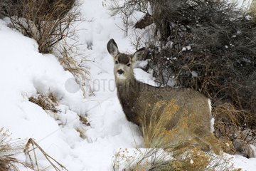 Mule Deer in snow - Grand Teton USA
