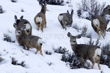 Mule Deers in snow - Grand Teton USA