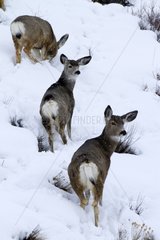 Mule Deers in snow - Grand Teton USA