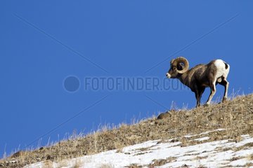 Bighorn Sheep male in winter - Yellowstone USA