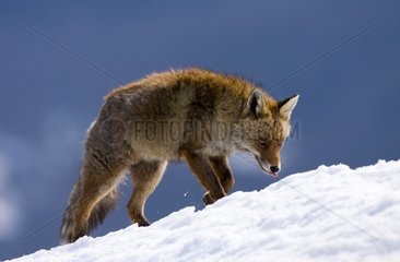Red fox walking in the snow - Ordesa Spain