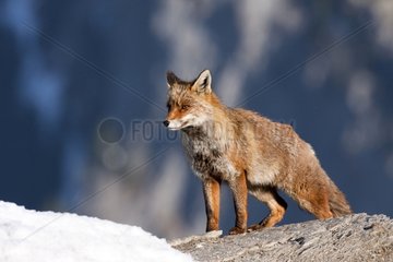 Red fox on a rock in winter - Ordesa Spain