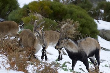 Spanish ibex in snow - Guadarrama Spain