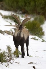 Spanish ibex in snow - Guadarrama Spain