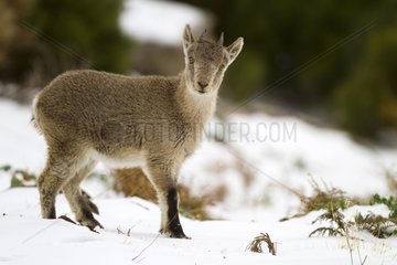 Young Spanish ibex in snow - Guadarrama Spain