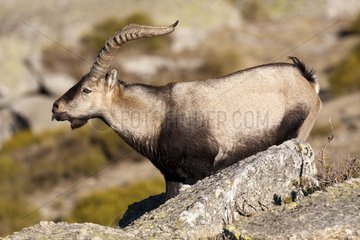 Male Spanish ibex on rock - Guadarrama Spain