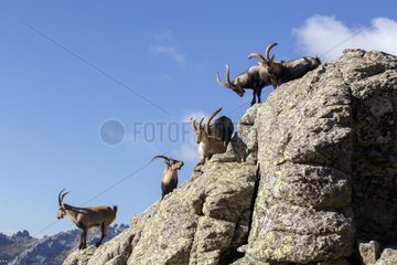 Male Spanish ibex on cliff - Guadarrama Spain