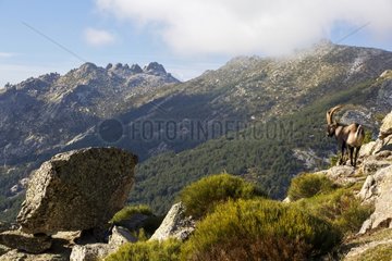 Male Spanish ibex on rocks - Guadarrama Spain