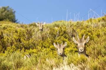 Spanish ibex on bush - Guadarrama Spain