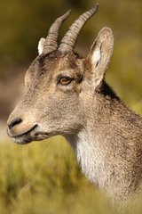 Portrait of female Spanish ibex - Guadarrama Spain