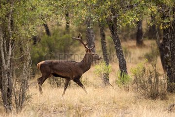 Red deer stag walking in the forest - Sierra Madrona Spain